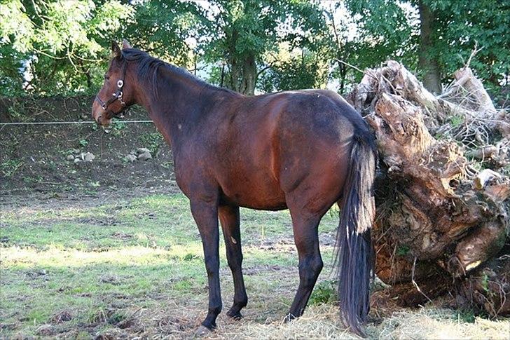 Holstener Waikiki - Elsker at bruge den store rod på folden som kløpind billede 3