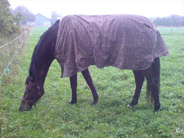 Holstener Waikiki - Så er det blevet køligere og Kiki-mor skal lære at blive dækken hest billede 4