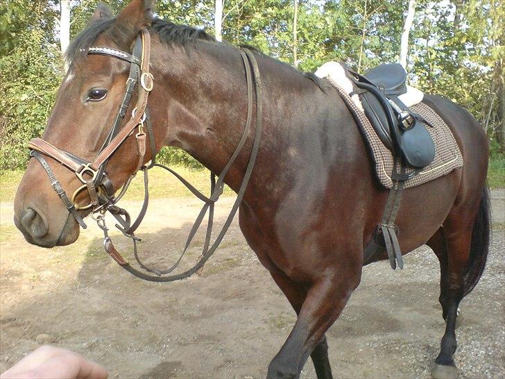 Holstener Waikiki - Så er hun for første gang i 1 år blevet iført rideheste-udstyret :) Hun tog det meget pænt billede 5