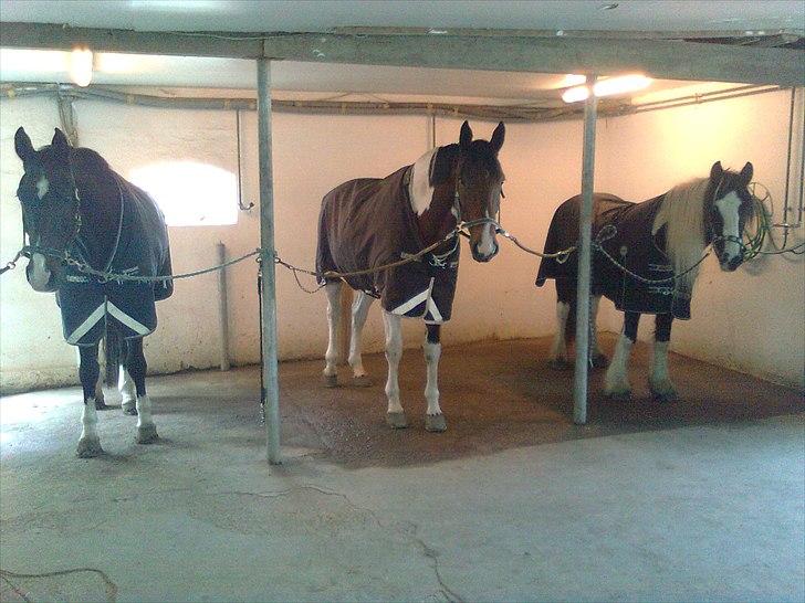 Irish Cob IrishSwan's Babeth Mischa - Ja her står vores 3 dejlige hypper og venter på smeden :) billede 16