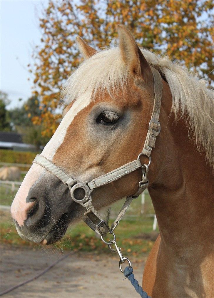 Anden særlig race amanda solgt - den 13-10-2010 billede 19