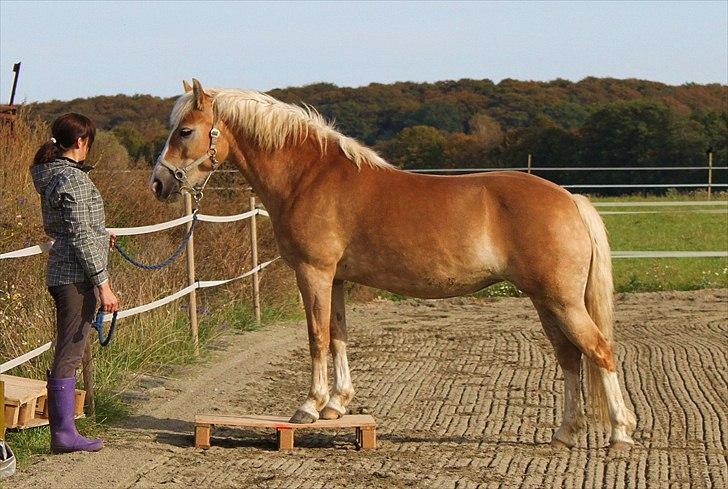 Anden særlig race amanda solgt - den 13-10-2010 billede 20