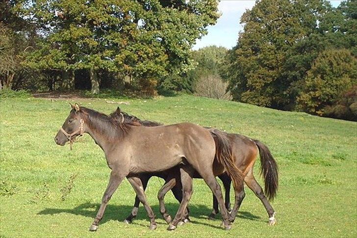 Welsh Partbred (Sec F) Stillebækkens Dayton - Dayton i forgrunden 1½ år gl. billede 20