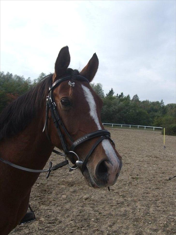 DSP Firhøjs Bjanca *mit'alt* - if i had to choose loving you or breathe, i will use my last breath to say "i love you" <3 billede 20