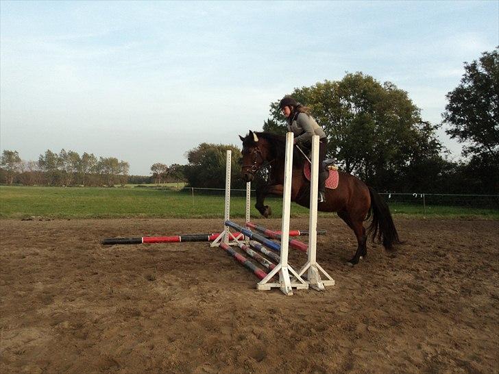 Anden særlig race Celina billede 5