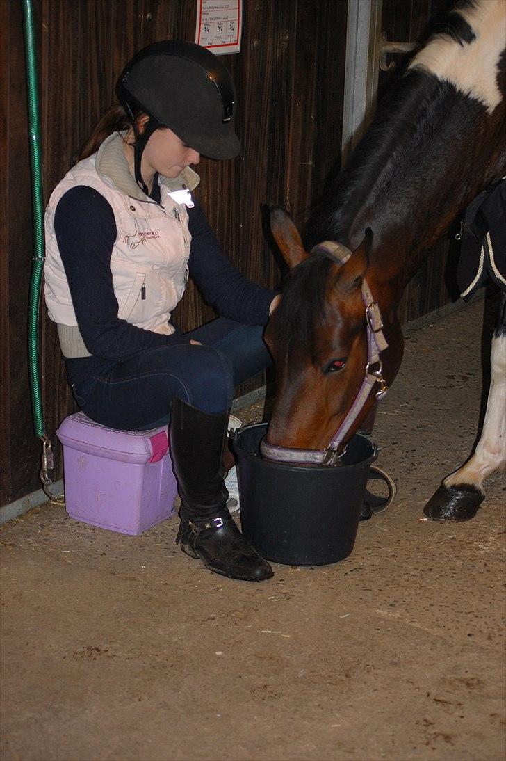 Anden særlig race Penny - Stor spand gulerødder til lille Penni-poni<3 billede 12