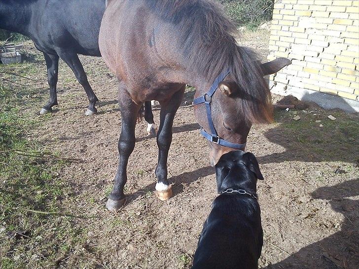 DSP Lerbjerggaards Blackie - Basse og Rambo billede 8