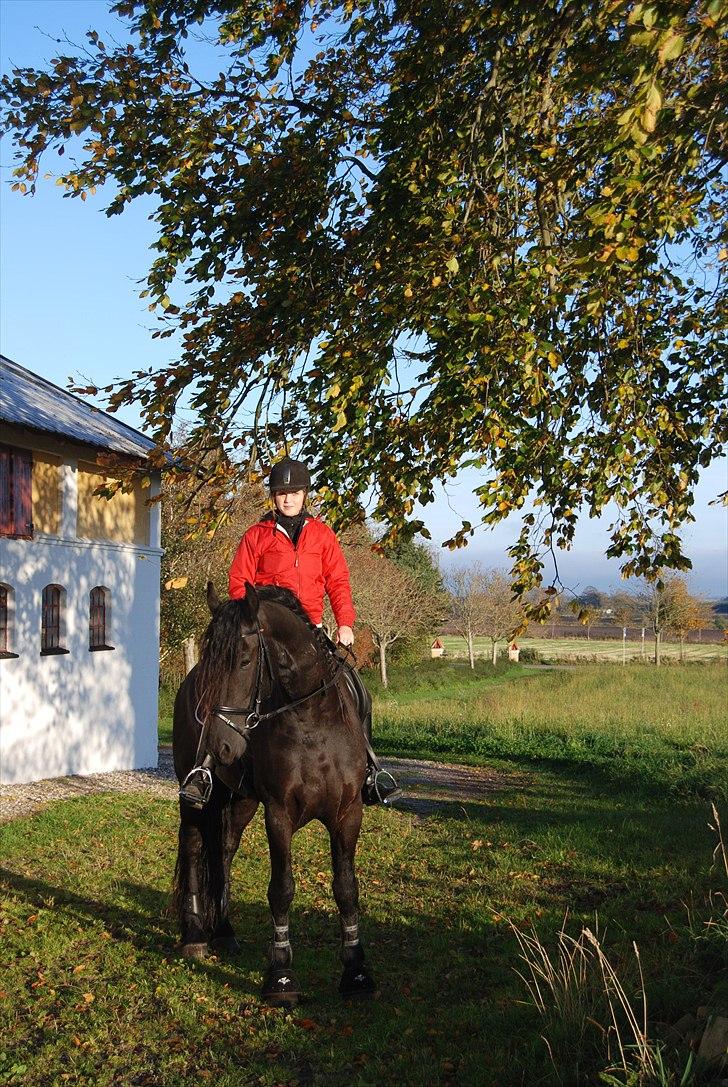 Frieser Jetse Fan Rewert STER billede 8