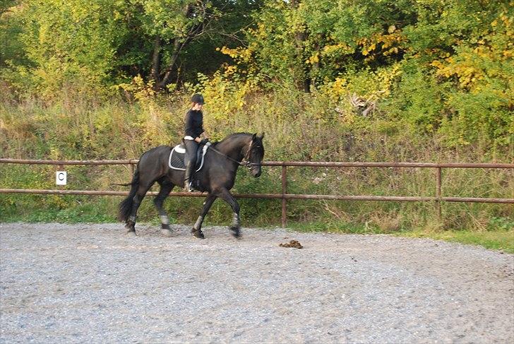 Frieser Jetse Fan Rewert STER billede 10