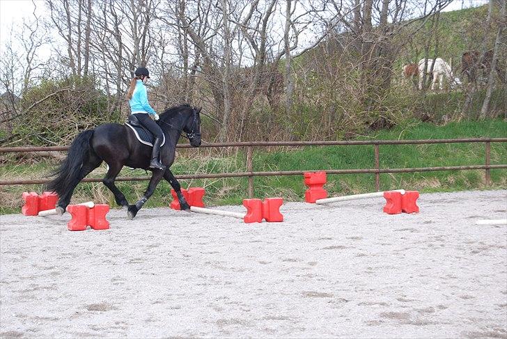 Frieser Jetse Fan Rewert STER billede 11