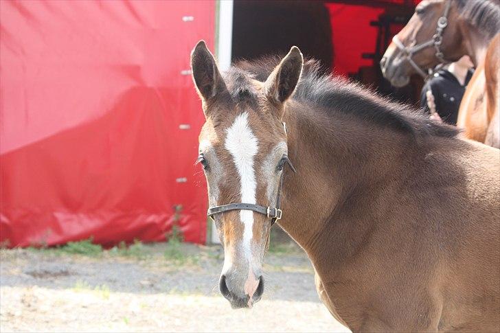 Holstener Carsandro Love - Han er altså lidt grim sån halv brun/grå billede 13