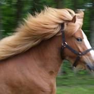 Islænder villimey fra Sortenborg