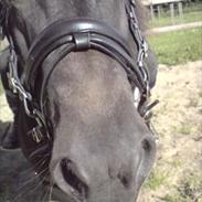 Anden særlig race •Vestergaard's Tut• Gamle'.