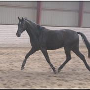 Oldenborg Safian's Sonnick R.I.P