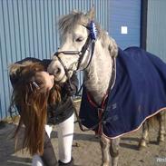 Welsh Pony (sec B) Oddens Pigatju
