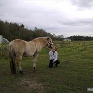 Fjordhest Lucas