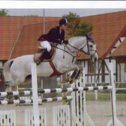 Dansk Varmblod Maybe White