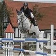 Dansk Varmblod Maybe White