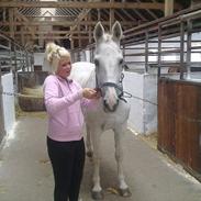 Dansk Varmblod Maybe White