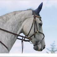 Dansk Varmblod Maybe White