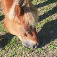 Anden særlig race Stutteri V's Tic Maker