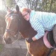 Tysk Varmblod Mirage