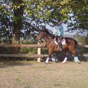 Tysk Varmblod Mirage