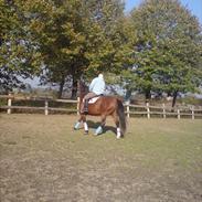 Tysk Varmblod Mirage