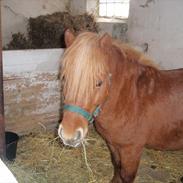 Anden særlig race Prins (solgt)