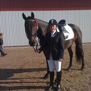 Hollandsk Varmblod Romy II