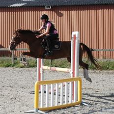 Hollandsk Sportspony Ainoa Van Uniken