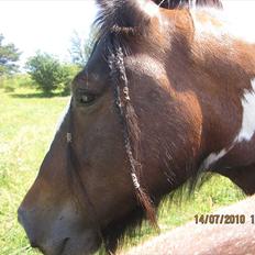 Irish Cob • Hero •