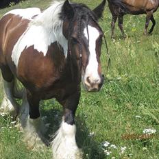 Irish Cob • Hero •