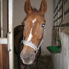 Anden særlig race Mira (Misty)