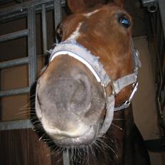 Anden særlig race Mira (Misty)