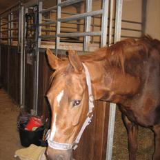 Anden særlig race Mira (Misty)