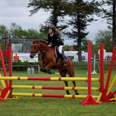 New Forest Filur - B-Pony