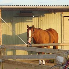 Dansk Varmblod Safari SOLGT