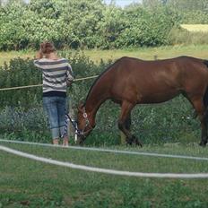 Dansk Varmblod Safari SOLGT