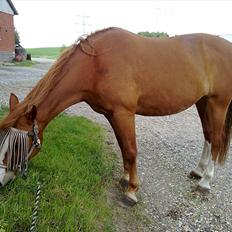 Frederiksborg Locky Classic