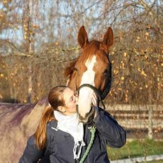Dansk Varmblod Feldbæks Chicco 