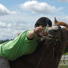 Dansk Varmblod Feldbæks Chicco 