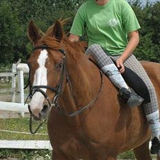 Dansk Varmblod Feldbæks Chicco 