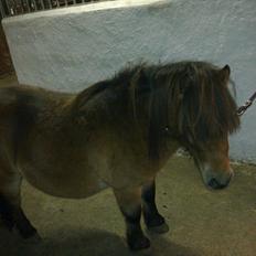 Shetlænder charlie <<SOLGT>>