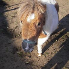 Shetlænder billy boy, my heart i:'<3