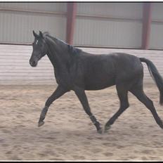 Oldenborg Safian's Sonnick R.I.P