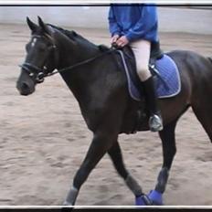 Oldenborg Safian's Sonnick R.I.P