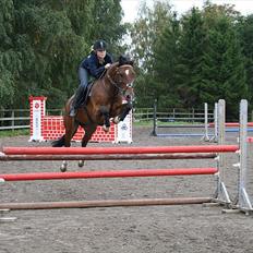 New Forest Bøgelys Rico - Solgt