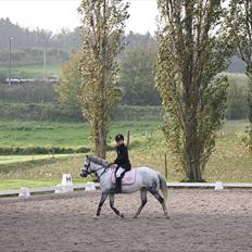 Welsh Pony af Cob-type (sec C) Sondergaardens Freja