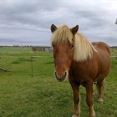 Islænder Eldur - ¤ delle ¤